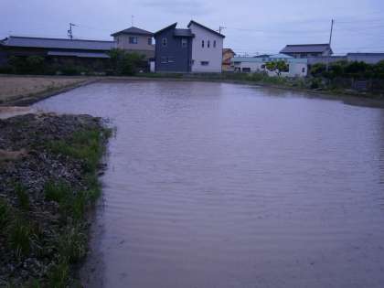 田んぼ