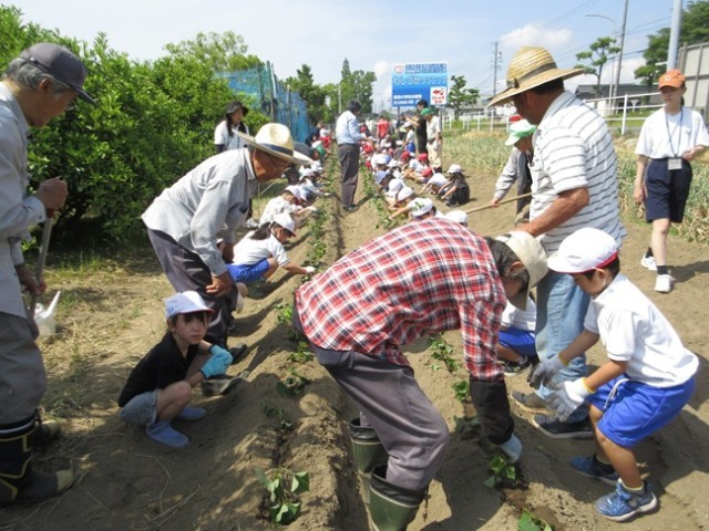 地域の方に教えていただきながら植えました。