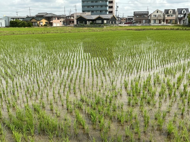 ６月１６日