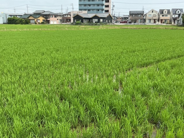 ６月３０日