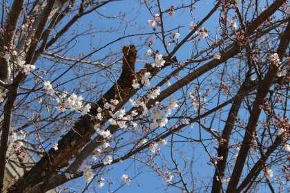 早咲きの桜