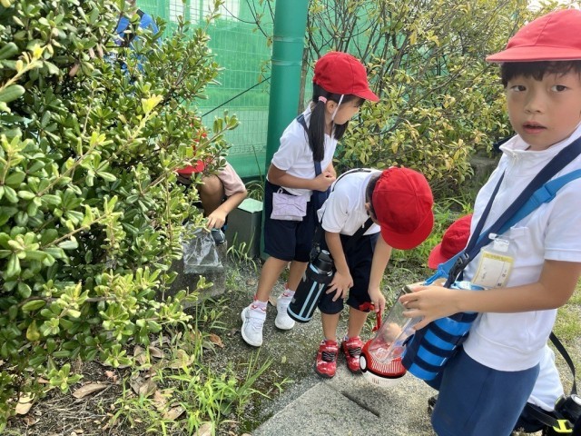 植え込ではバッタ、畑ではカエル、運動場ではトンボを懸命に追いかけました。