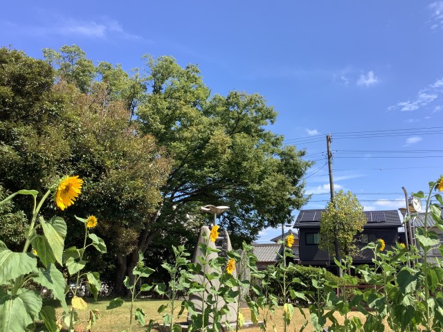 夏の空