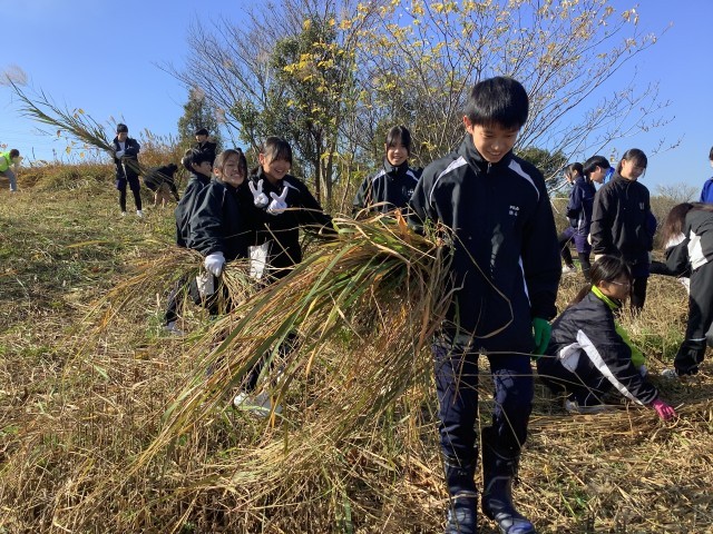 刈られたあしの運搬
