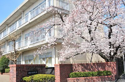 桜
